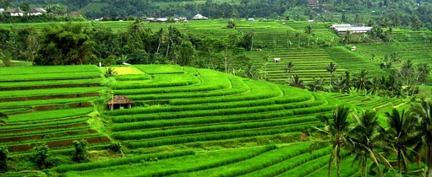 مزارع الأرز في بالي