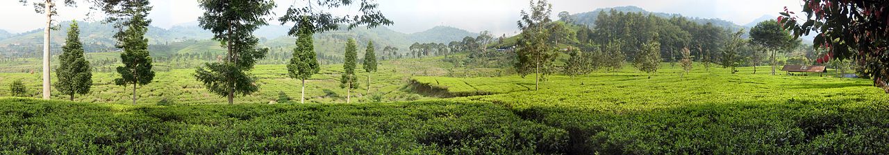 Tea_fields